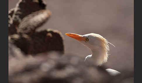 Kuhreiher (Bubulcus ibis)