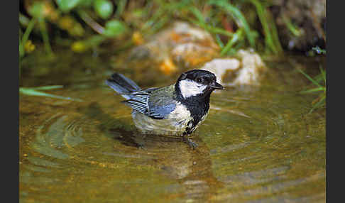 Kohlmeise (Parus major)