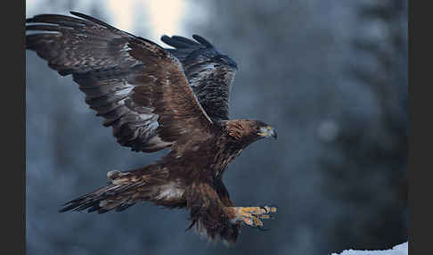 Steinadler (Aquila chrysaetos)