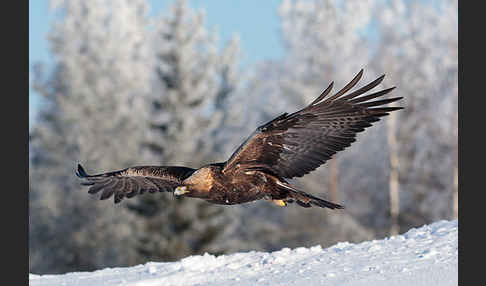 Steinadler (Aquila chrysaetos)