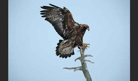 Steinadler (Aquila chrysaetos)