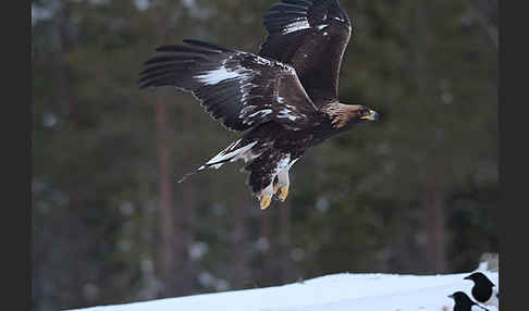 Steinadler (Aquila chrysaetos)