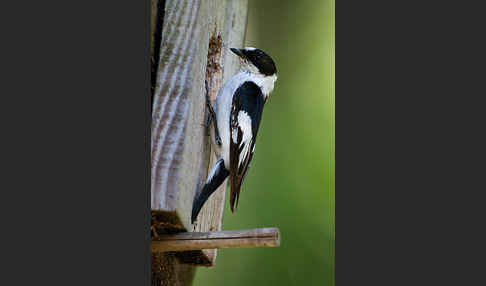 Halsbandschnäpper (Ficedula albicollis)