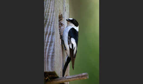 Halsbandschnäpper (Ficedula albicollis)