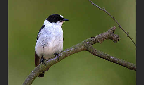 Halsbandschnäpper (Ficedula albicollis)