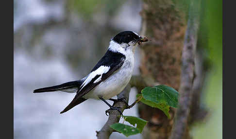 Halsbandschnäpper (Ficedula albicollis)