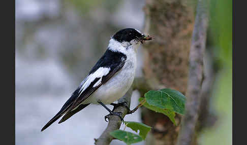 Halsbandschnäpper (Ficedula albicollis)