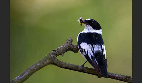 Halsbandschnäpper (Ficedula albicollis)