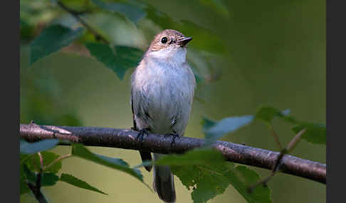 Halsbandschnäpper (Ficedula albicollis)