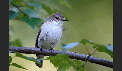 Halsbandschnäpper (Ficedula albicollis)