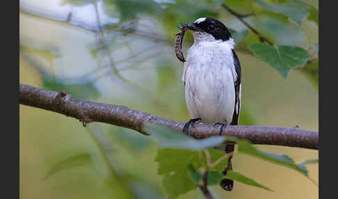 Halsbandschnäpper (Ficedula albicollis)