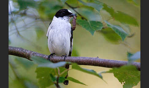 Halsbandschnäpper (Ficedula albicollis)