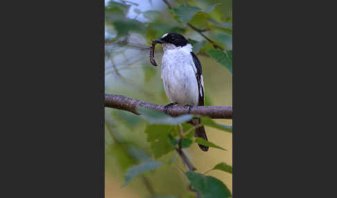 Halsbandschnäpper (Ficedula albicollis)