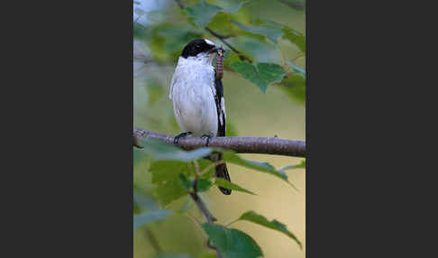 Halsbandschnäpper (Ficedula albicollis)