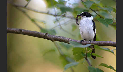 Halsbandschnäpper (Ficedula albicollis)