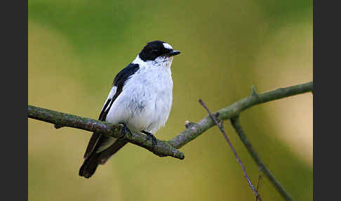 Halsbandschnäpper (Ficedula albicollis)