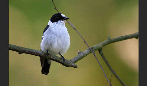 Halsbandschnäpper (Ficedula albicollis)