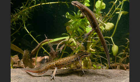 Südlicher Teichmolch (Lissotriton vulgaris meridionalis)