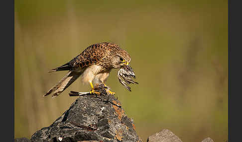 Turmfalke (Falco tinnunculus)