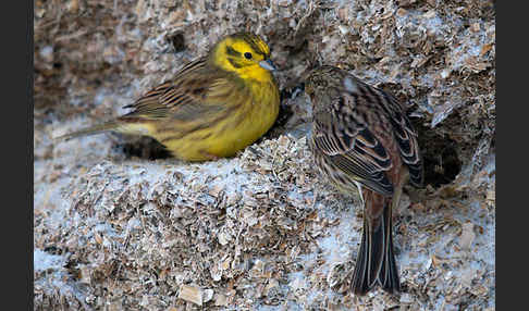 Goldammer (Emberiza citrinella)