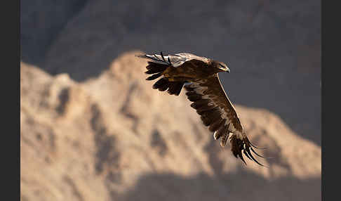 Steppenadler (Aquila nipalensis)