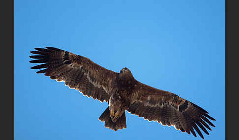 Steppenadler (Aquila nipalensis)