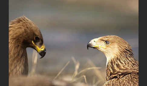 Kaiseradler (Aquila heliaca)