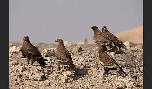 Steppenadler (Aquila nipalensis)