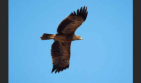 Kaiseradler (Aquila heliaca)