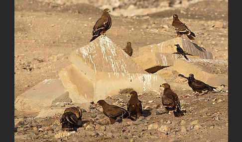 Steppenadler (Aquila nipalensis)