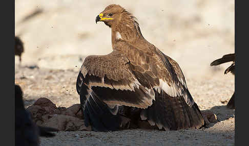 Steppenadler (Aquila nipalensis)