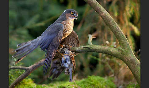 Sperber (Accipiter nisus)