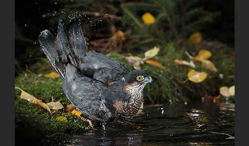 Sperber (Accipiter nisus)