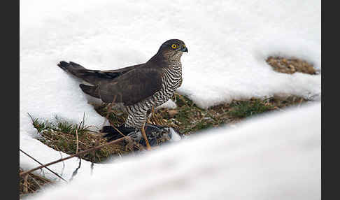 Sperber (Accipiter nisus)