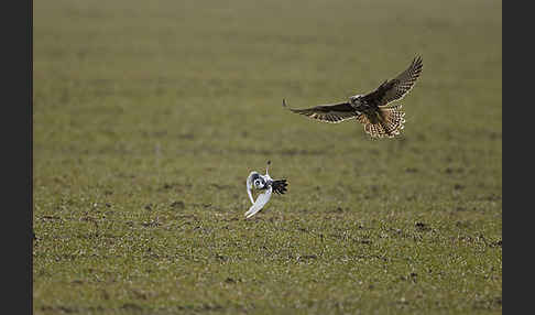 Sakerfalke (Falco cherrug)