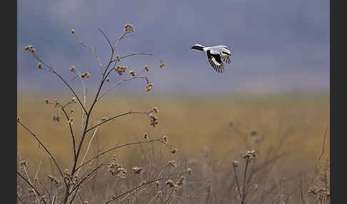 Raubwürger (Lanius excubitor koenigi)