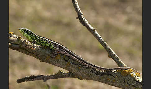 Zauneidechse (Lacerta agilis)