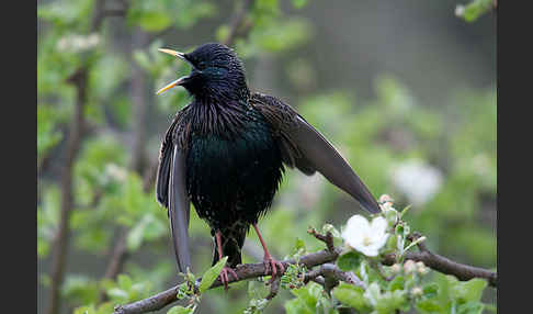 Star (Sturnus vulgaris)