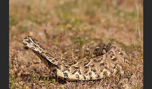 Puffotter (Bitis arietans)