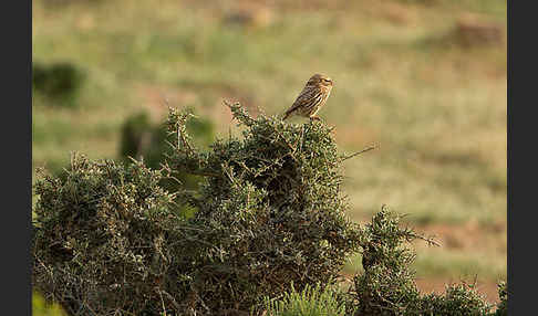 Steinkauz (Athene noctua)