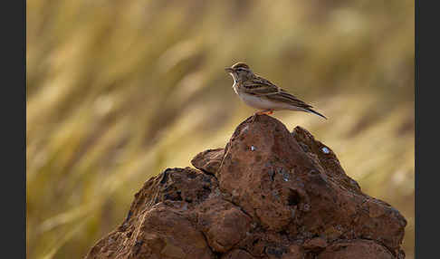 Kurzzehenlerche (Calandrella brachydactyla)