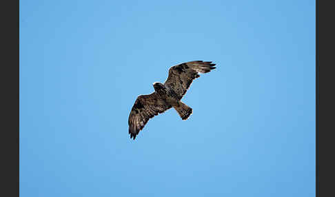 Rauhfußbussard (Buteo lagopus)