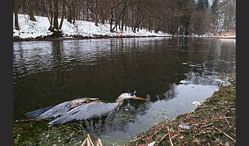 Graureiher (Ardea cinerea)