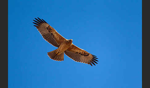 Habichtsadler (Aquila fasciata)