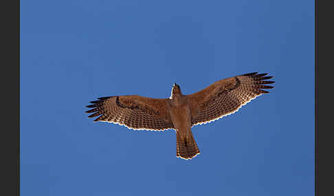 Habichtsadler (Aquila fasciata)