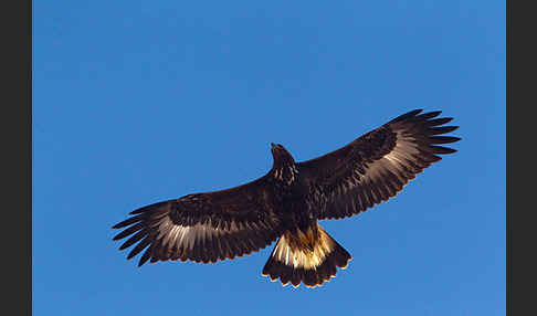 Steinadler (Aquila chrysaetos)