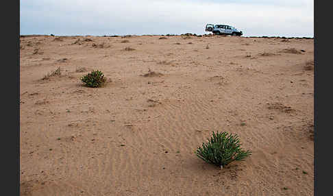 Euphorbia paralias (Strand-Wolfsmilch)