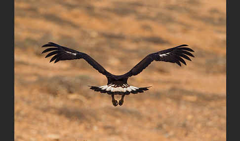 Steinadler (Aquila chrysaetos)