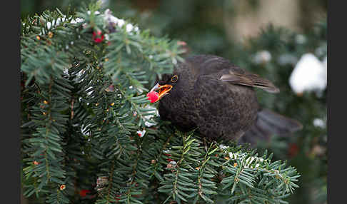 Amsel (Turdus merula)