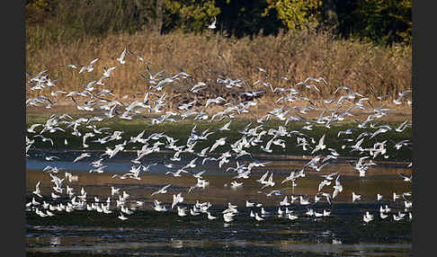 Lachmöwe (Larus ridibundus)